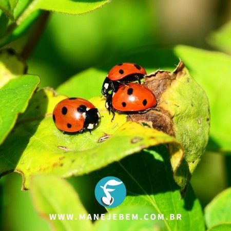 Métodos alternativos de controle de pragas, doenças e plantas invasoras que ajudam na redução do uso de agrotóxicos