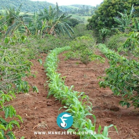 Manejo cultural para um cultivo saudável