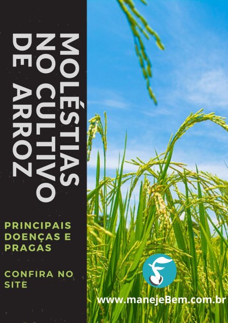 Principais moléstias que atingem o cultivo de arroz - Dicas para agricultura familiar