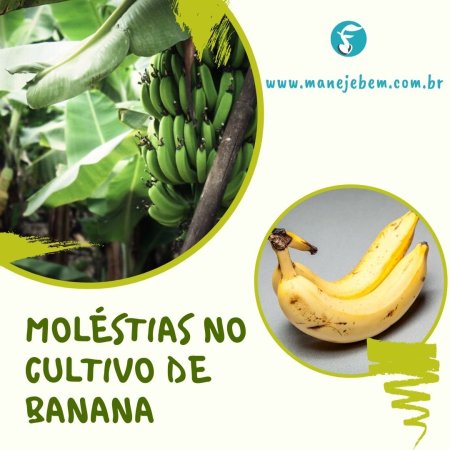 Moléstias que afetam o cultivo da bananeira - Dicas para agricultura familiar 