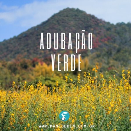 Adubação verde - Vantagens para agricultura orgânica