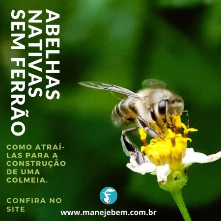 Abelhas nativas sem ferrão: Como atraí-las para a construção de uma colmeia. 