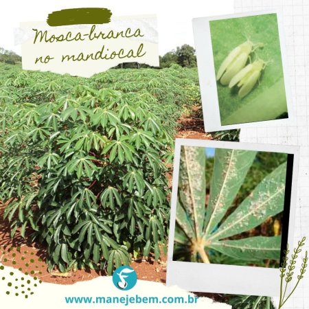 Mosca-branca no cultivo de mandioca e formas de controlar ela.