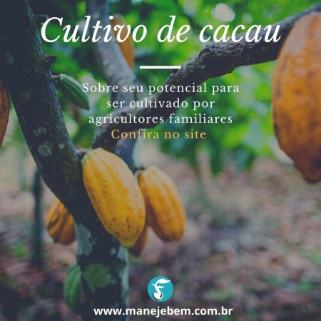 Cultivo de cacau e seus benefícios para agricultura familiar