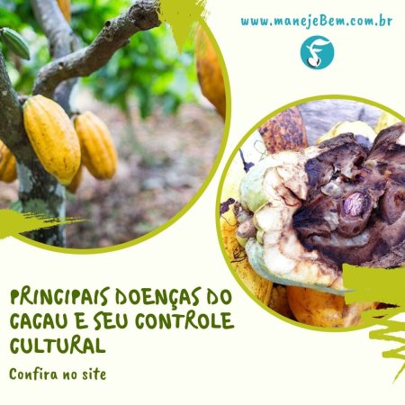 Principais doenças do cultivo de cacau e seu controle cultural