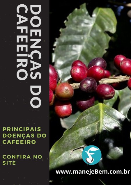 Principais doenças do cafeeiro e seu controle cultural