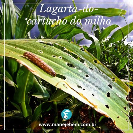 Identificação, monitoramento e controle da lagarta-do-cartucho do milho