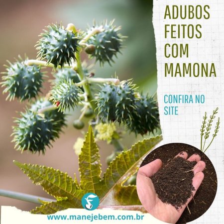 Torta de mamona, suas características, seus benefícios e como prepará-la