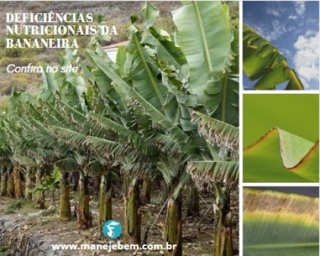 Deficiências nutricionais da bananeira 