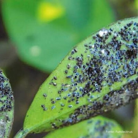 Controle da mosca negra e da mosca branca com caldas inseticidas naturais