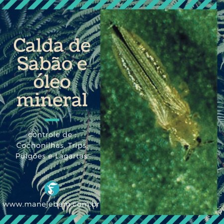Calda de sabão e óleo mineral no controle de cochonilha, trips, pulgão e lagartas