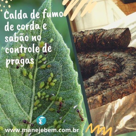 Calda de Fumo de corda e Sabão no controle de pragas