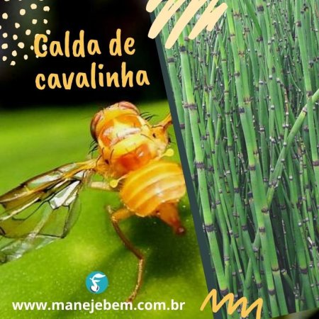 Calda de cavalinha no controle de pragas e doenças