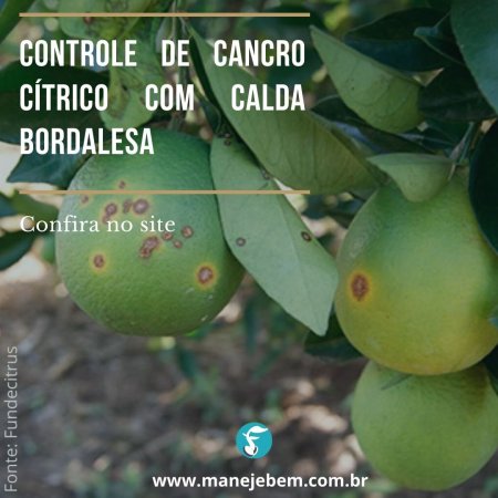 Controle de cancro cítrico com calda bordalesa