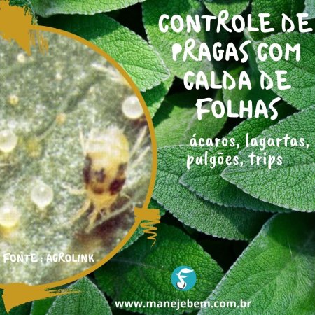 Calda de folhas no controle de pragas
