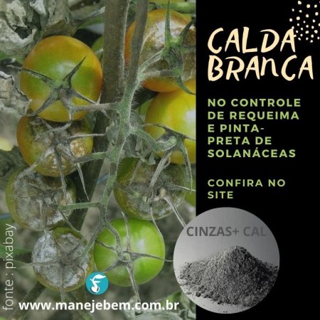 Controle de requeima e pinta preta de solanáceas (tomate, batata ...) com calda branca
