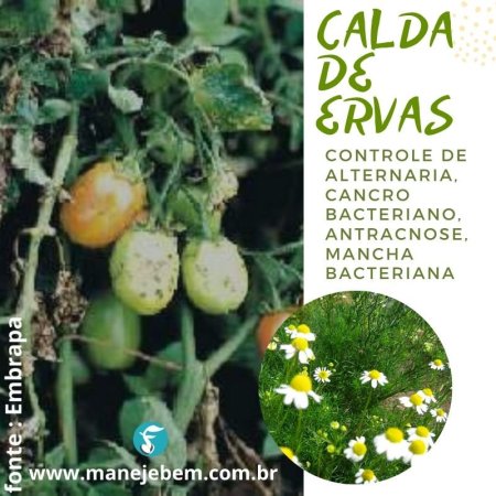 Calda de ervas  no controle de doenças e pragas 