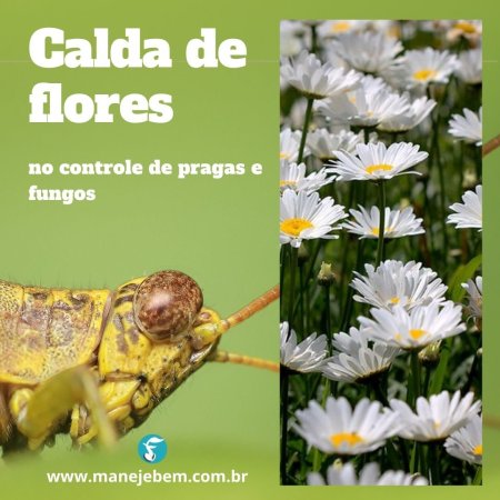 Calda de flores no controle de pragas e fungos