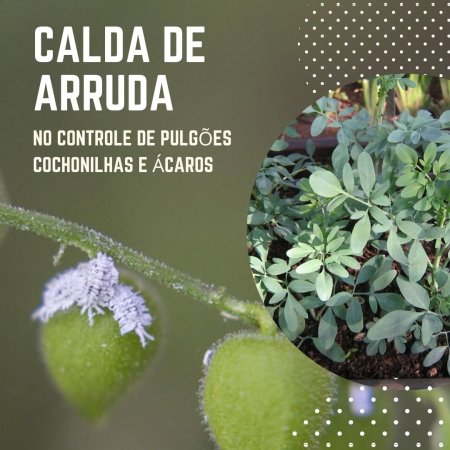 Calda de Arruda no controle de pulgões cochonilhas e ácaros