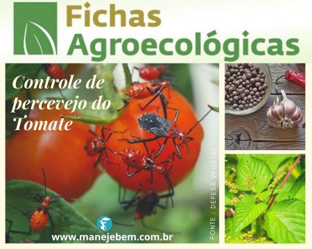 Controle de percevejo do tomate com caldas naturais