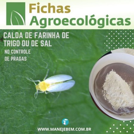 Calda de sal ou de farinha de trigo no controle de pragas agrícolas, tais como : lagartas, pulgões, ácaros, mosca-branca