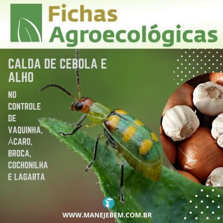 Controle de broca, ácaro, cochonilha, pulgão, lagarta e vaquinha com extrato de alho e cebola.