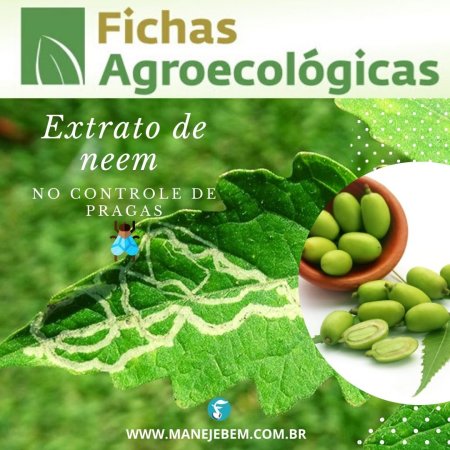 Extrato aquoso de sementes de neem no controle de mosca minadora, da lagarta-do-cartucho, de lagartas, gafanhotos, mosca branca e de traça das crucíferas 