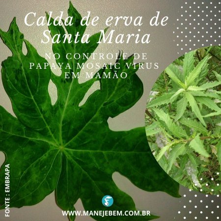 Controle do vetor de Papaya Mosaic virus em mamão com calda de erva de Santa Maria