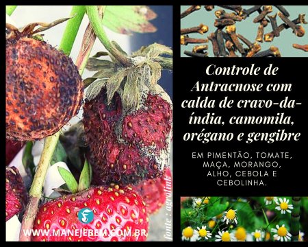 Controle de antracnose com caldas naturais : em pimentão com calda de gengibre; em morango e maça com calda de cravo-da-índia; em tomate com calda de orégano; em alho e cebola com calda de camomila com calda de gengibre