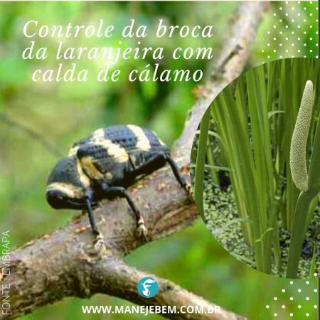 Controle de broca da laranjeira com calda de cálamo aromático