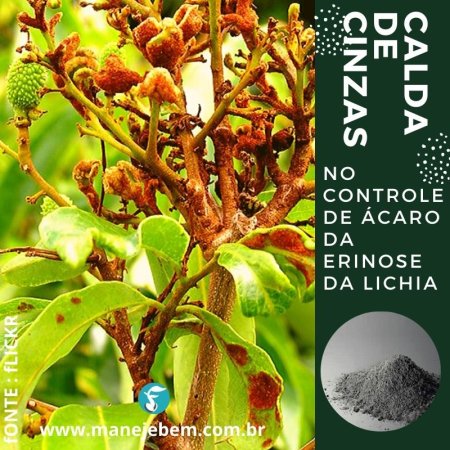 Controle de ácaro da erinose da lichia com calda de cinzas