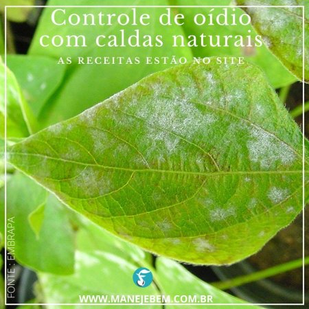 Controle de oídio em diversas culturas com caldas naturais