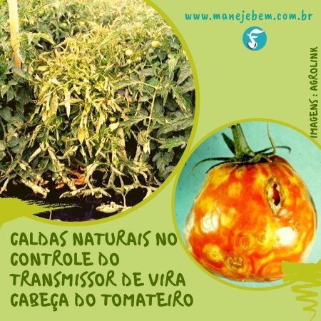 Controle do transmissor de vira cabeça do tomateiro com caldas naturais de primavera ou de maravilha