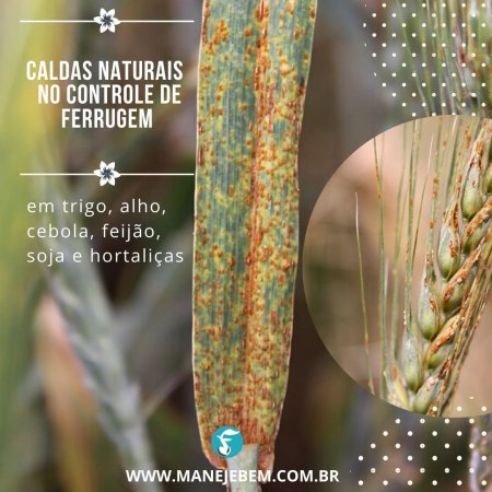 Caldas naturais no controle de ferrugem em trigo, hortaliças, feijão, feijão de vagem, alho, cebola, cebolinha e soja