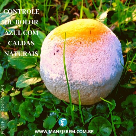 Controle de mofo azul em laranjas com calda de citronela,capim limão e palmarosa e em maças com calda de lavanda com anis estrelado