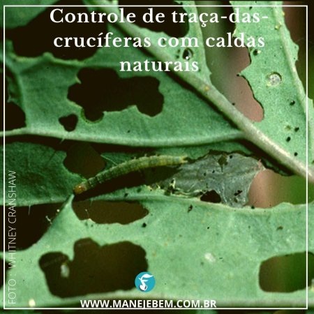 Controle de traça das crucíferas com caldas naturais de óleo de anona (graviola ou fruta-da-condessa) ou de Ryania ou de alho