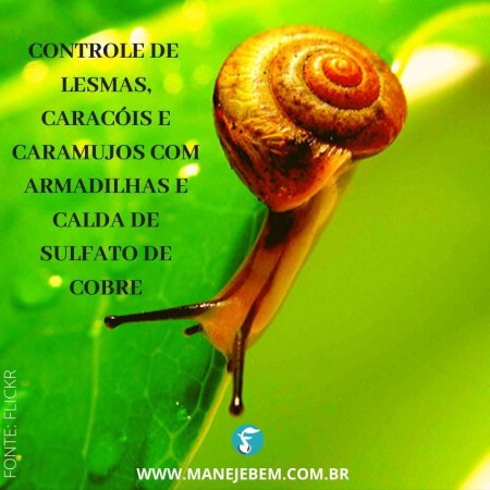 Controle de lesmas, caramujos e caracóis com calda de sulfato de cobre e armadilhas 