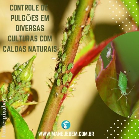 Controle de pulgões em diversas culturas com caldas naturais, tais como a de folha de mamoeiro, de arruda, extrato de alho ...