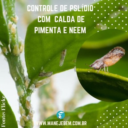 Controle de psilídio em citros e goiabeira com extrato de pimenta e neem
