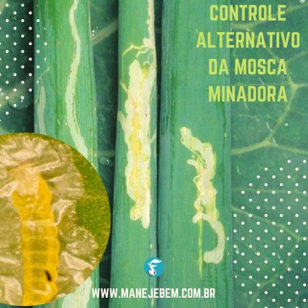 Controle Alternativo da Mosca Minadora