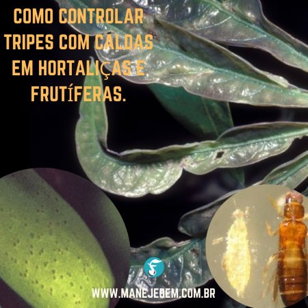 Como controlar tripes com caldas em hortaliças e frutíferas.