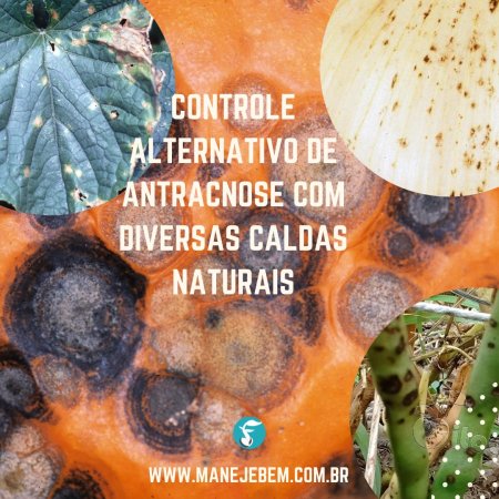 Manejo Alternativo da Antracnose com Diversas Caldas Naturais