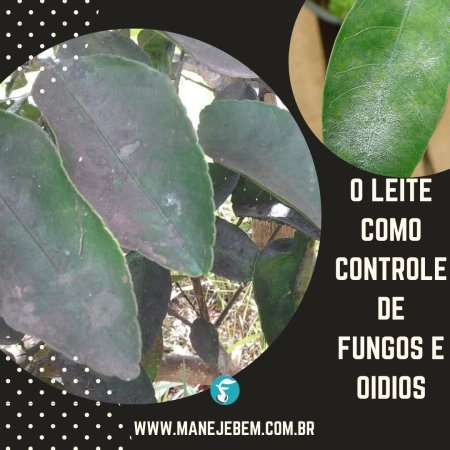 Leite no Manejo de Fungos e Oídios