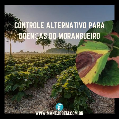 Controle Alternativo para Doenças do Morangueiro