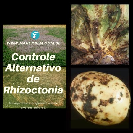 Controle Alternativo de Rizoctonia