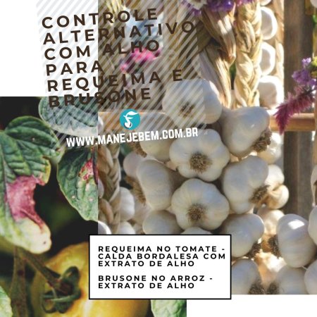 Controle Alternativo de Doenças e Pragas com Alho