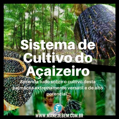 Sistema de Cultivo do Açaizeiro