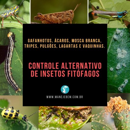 Controle Alternativo de Insetos Fitófagos