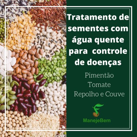 Tratamento de sementes com água quente para  controle de doenc?as