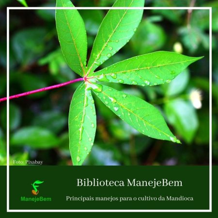 Sistema de Cultivo da Mandioca